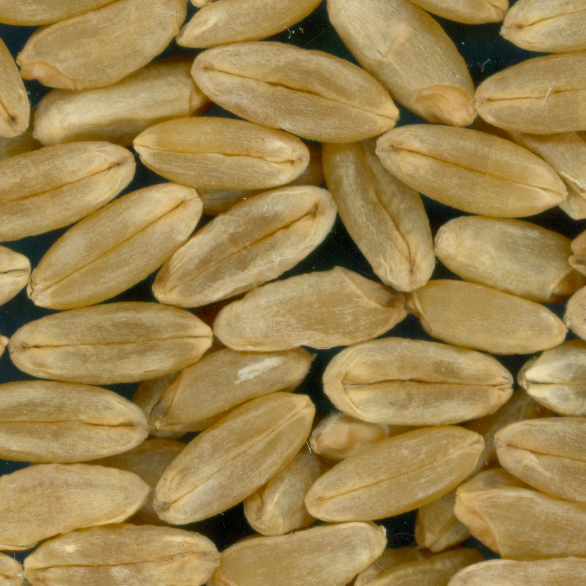 Click for 3 image(s) for this accession. KERNELS
